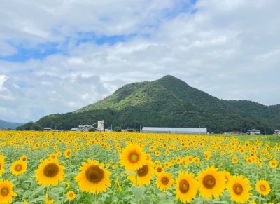 若狭小浜 恵のひまわり畑（福井県小浜市加茂 ） - ひまわり畑ネット
