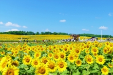 ひまわり畑一覧 北海道 ひまわり畑ネット